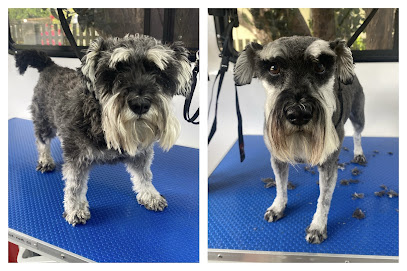 Photo of Dash DogWash Woy Woy