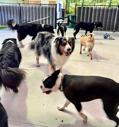 Photo of Wollongong K9 Academy