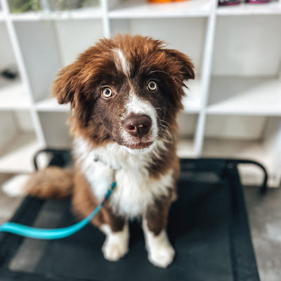 Photo of Walkys - Dog Training Academy