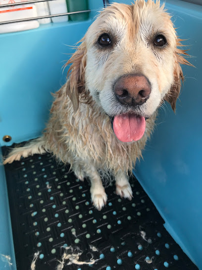 Photo of Aussie Pooch Mobile Dog Wash Wollongong Area
