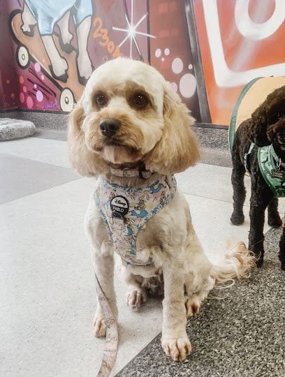 Photo of Local Dog Grooming