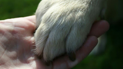 Photo of Pawsitive Dogwalks