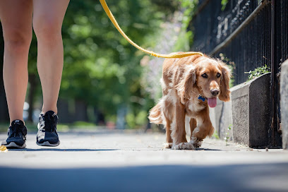 Photo of Melbourne Dog Trainers