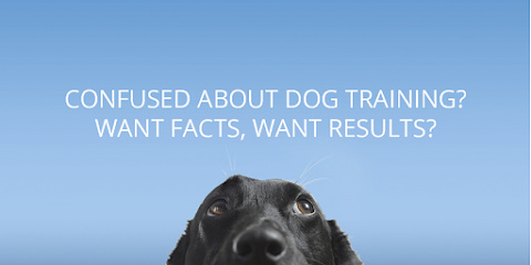 Photo of AUSDOG The Real Dog Trainer Melbourne