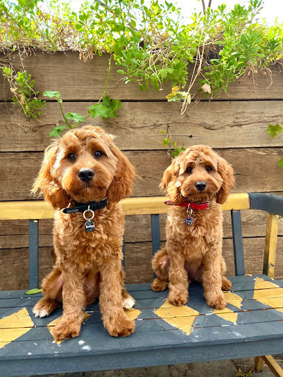 Photo of Superb Dog Grooming