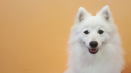 Photo of Spitz Groom
