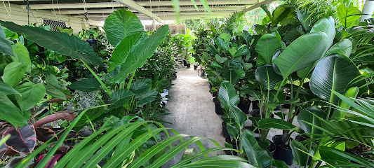 Photo of The Ruby Plants - Affordable Nursery Brisbane