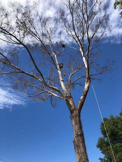 Photo of Safe Cut Tree Services ( NSW) PTY LTD