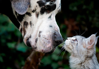 Photo of Brisbane Veterinary Emergency & Critical Care Service (BVECCS)