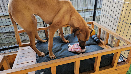 Photo of One on One Dog Training