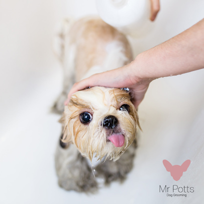 Photo of Mr Potts dog grooming