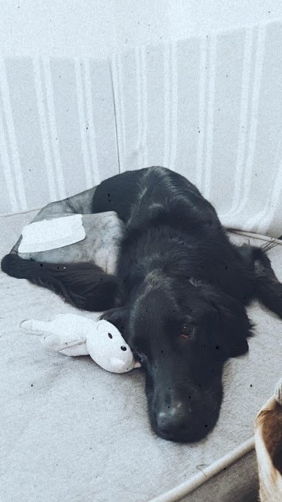 Photo of Western Australian Veterinary Emergency and Specialty (WAVES)