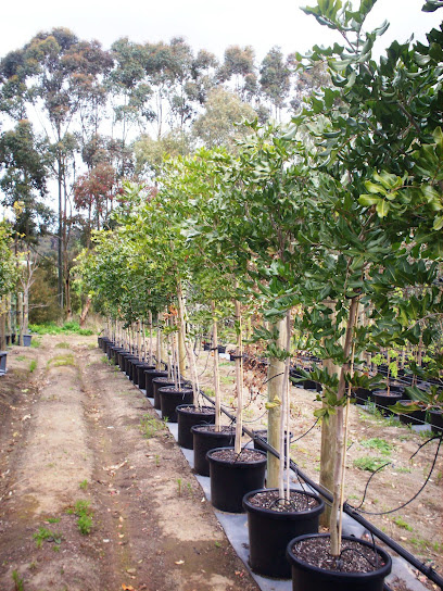 Photo of Adelaide Advanced Trees