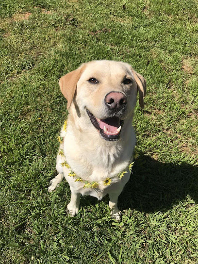 Photo of Pawfect Walks