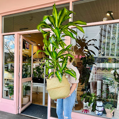 Photo of Oh Honey Plants