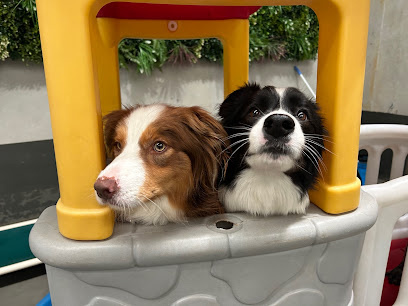 Photo of Paw Patrol Pet Care