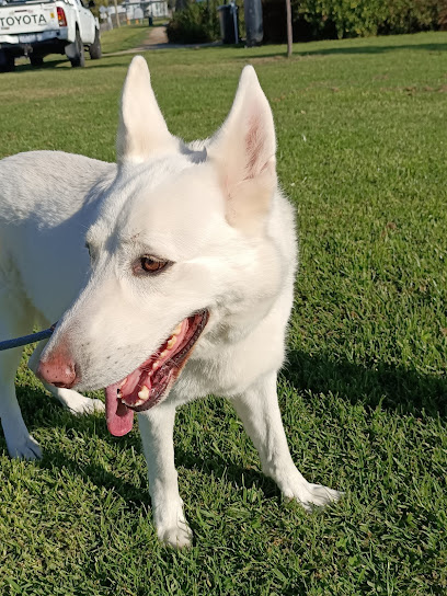 Photo of Natural Dog Training Australia