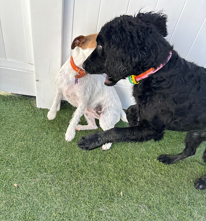 Photo of Ballarat Diggiddy Doggy Daycare