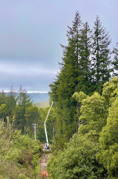 Photo of Tree Tech Management