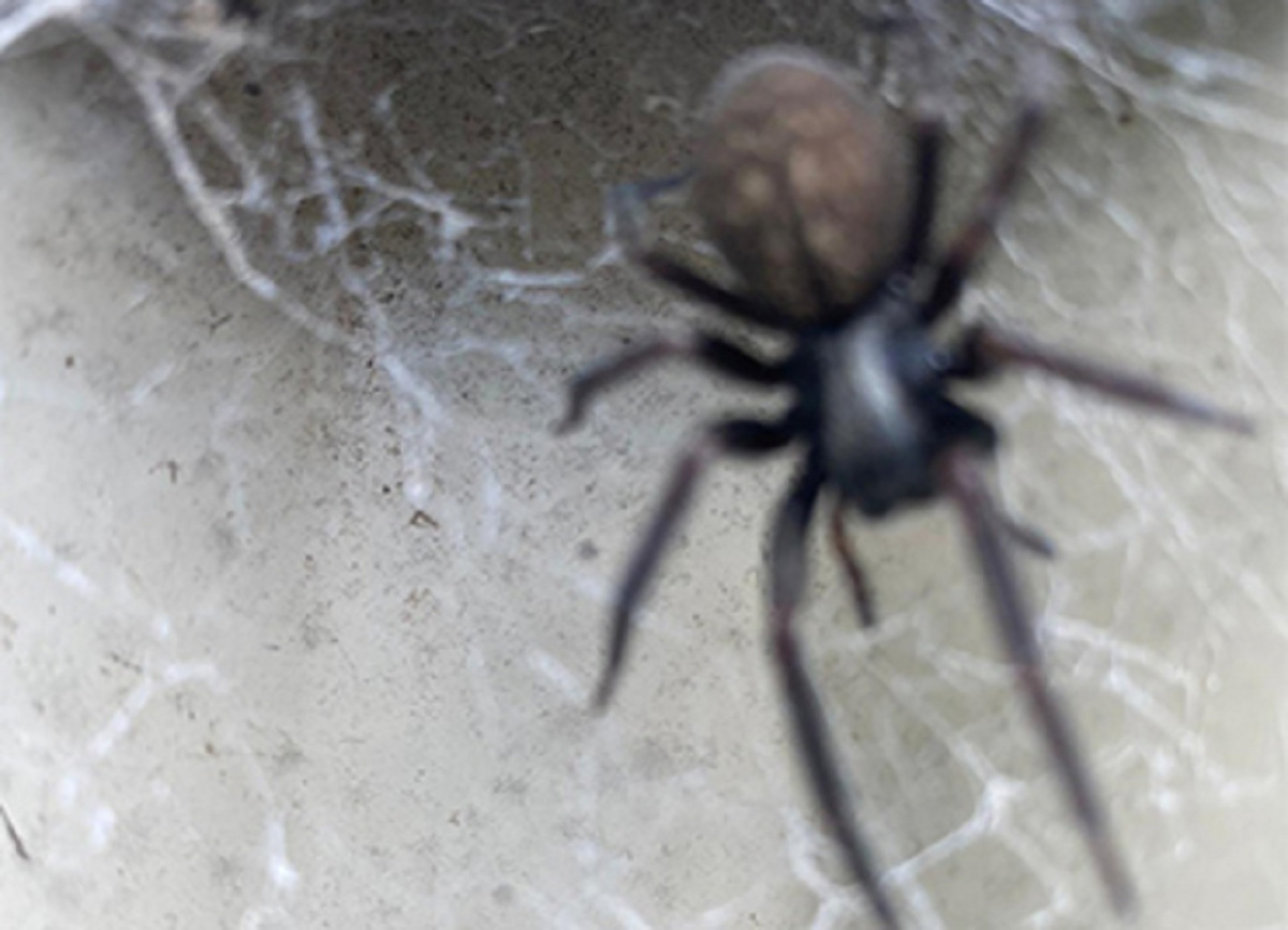 Photo of OZ PEST CONTROL CANBERRA