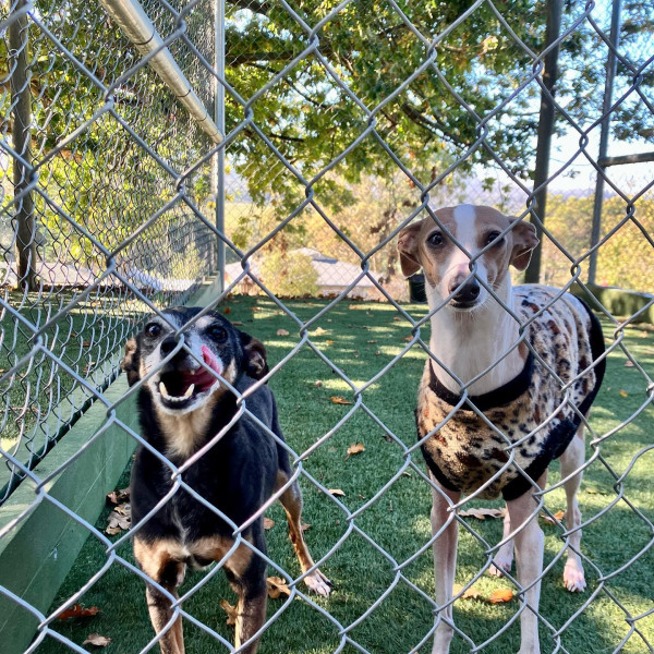 A Dogs Domain and Cats too