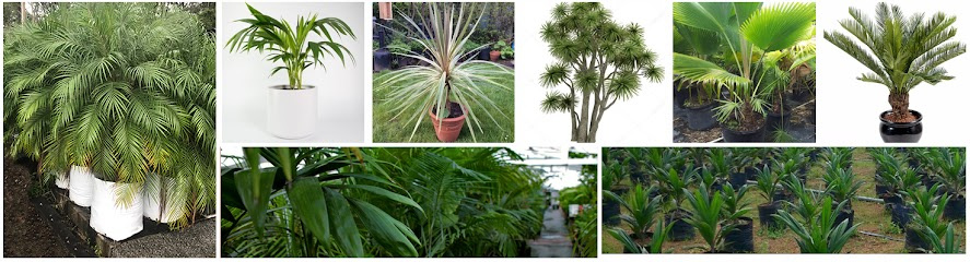 Photo of Berkie Palms -Best Plant,Garden Nursery-Landscaping,Gardening Services-Garden Plants Sale Newcastle